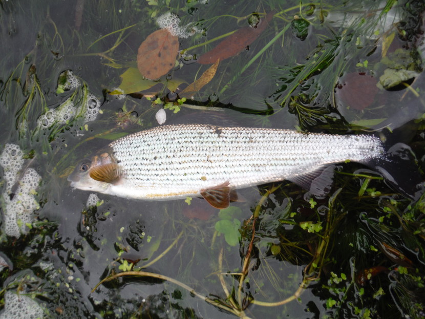 Avon grayling